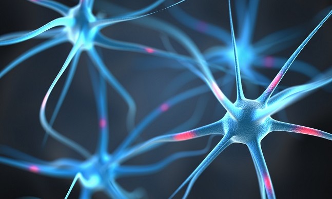 sistema nervoso autonomo