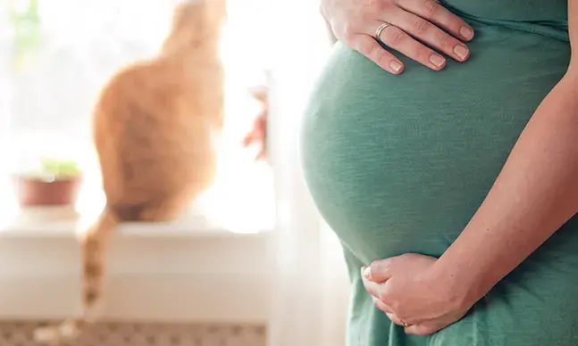Toxoplasmose na gravidez: sintomas