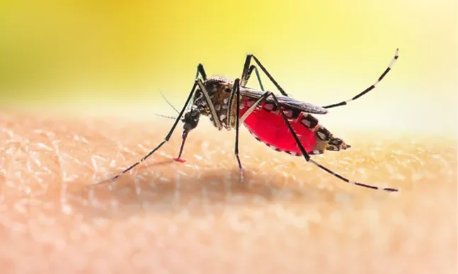 dengue