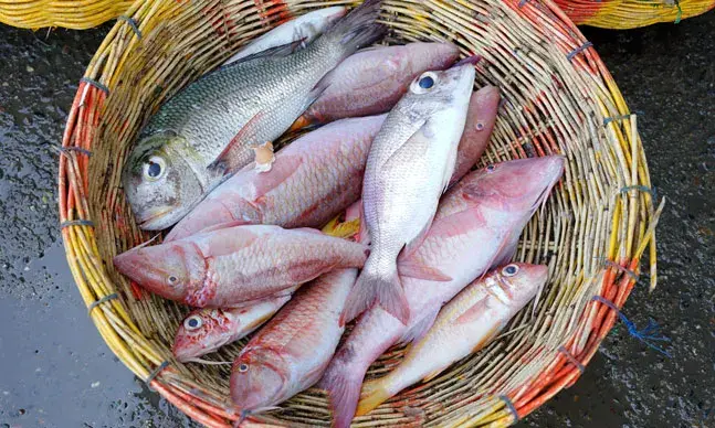 Mercúrio no peixe: um motivo de preocupação?