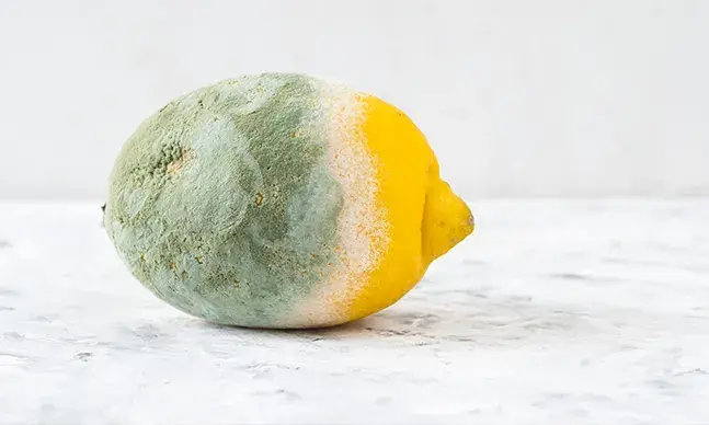 É seguro comer alimentos com bolor?