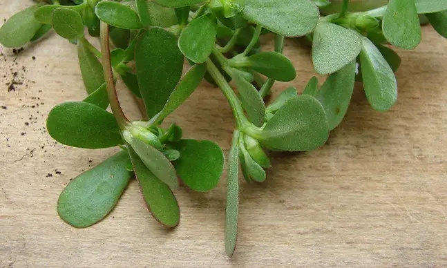 Beldroega: propriedades nutricionais