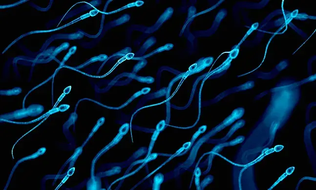 Espermograma: o que é e para que serve