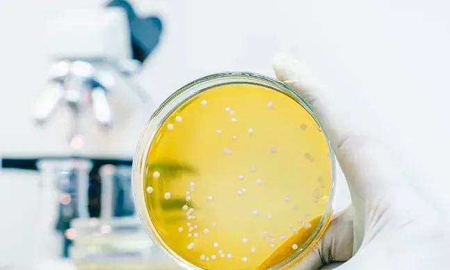 A Legionella pneumophila é uma bactéria que está presente na água e na terra, mas é quando se aloja nos nossos pulmões que se pode tornar mortal.