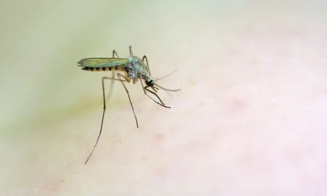 Em Portugal o mosquito da malária já não ataca, mas se viajar para o Brasil, África ou alguns países da Ásia, saiba que cuidados deve ter para não ser picado. A doença pode ser mortal.