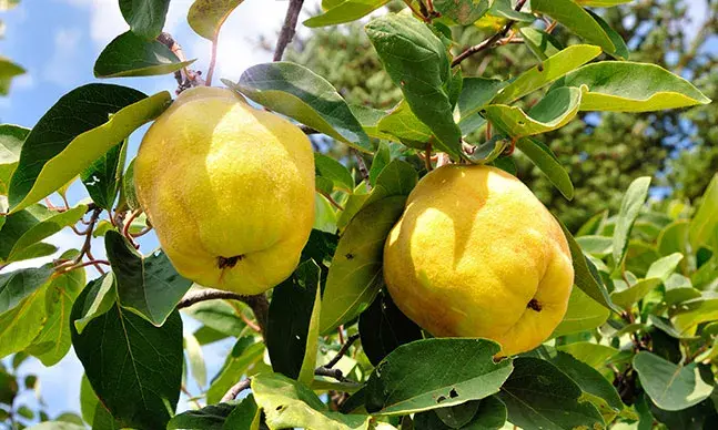 Marmelo: conheça as vantagens deste fruto