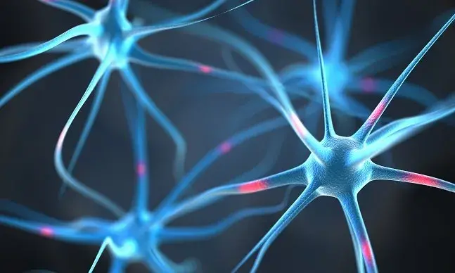 O sistema nervoso autónomo tem uma influência determinante no funcionamento do nosso organismo.