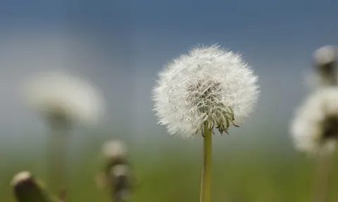 As alergias de primavera são resultado de um erro de leitura do sistema imunológico As alergias de primavera são resultado de um erro de leitura do sistema imunológico