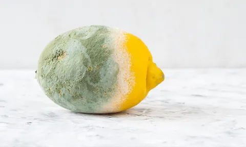 É seguro comer alimentos com bolor? É seguro comer alimentos com bolor?