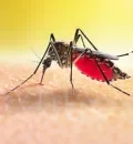 dengue