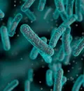 helicobacter pylori