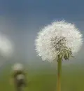 As alergias de primavera são resultado de um erro de leitura do sistema imunológico