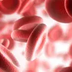 hematologia