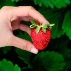 morango 