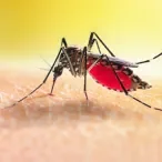 dengue