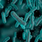 helicobacter pylori