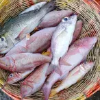 Mercúrio no peixe: um motivo de preocupação?
