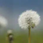 As alergias de primavera são resultado de um erro de leitura do sistema imunológico
