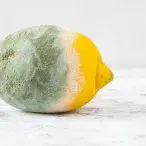 É seguro comer alimentos com bolor?