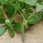 Beldroega: propriedades nutricionais