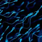 Espermograma: o que é e para que serve