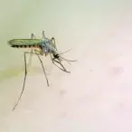 Em Portugal o mosquito da malária já não ataca, mas se viajar para o Brasil, África ou alguns países da Ásia, saiba que cuidados deve ter para não ser picado. A doença pode ser mortal.