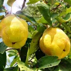 Marmelo: conheça as vantagens deste fruto